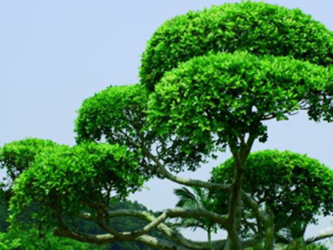风水堂：梦见常青树暗示了长寿的征兆