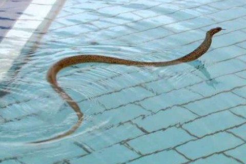 梦见好多动物在游泳_游泳好多动物梦见什么意思_游泳好多动物梦见蛇