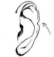 耳朵大面相学_把耳朵养大的例子面相_耳朵大福气好