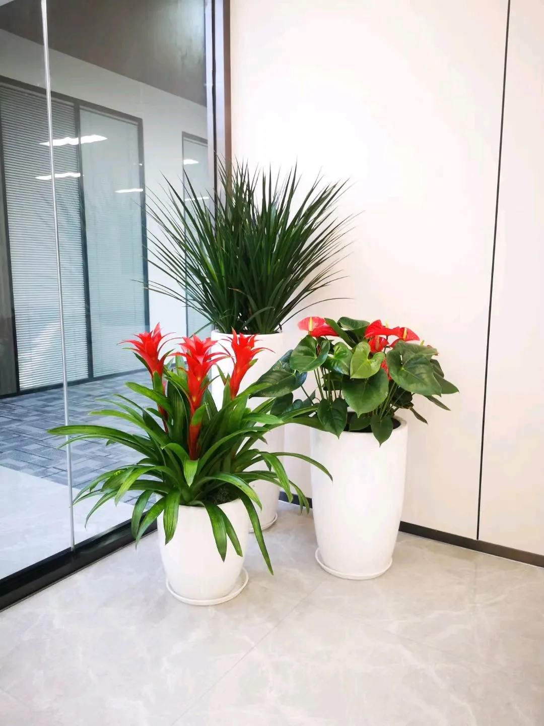 办公室植物风水学_风水好的花卉植物办公室_办公室风水植物摆放图
