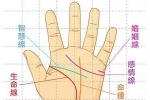智慧线(人纹),3.生命线(地纹),几乎每个人手上都有这三条线.