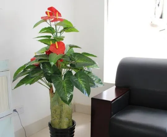 办公室搬迁，花卉植物的风水讲究，你知道吗？