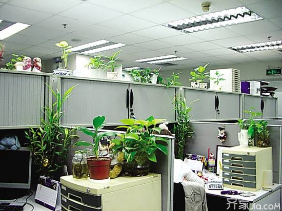 办公室植物摆放忌讳千万不要在办公桌案头上摆放