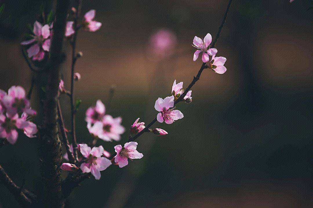 测试最近有没有桃花运_测桃花运2021_测你桃花运是不是很旺